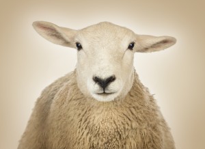 Close-up of a Sheep's head in front of a crean background