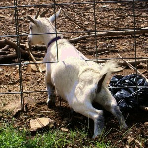 "Goat houdini" by Belinda Hankins Miller from U.S.A. - The hard part. Licensed under  CC BY 2.0 via Wikimedia Commons 