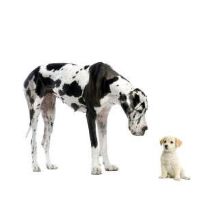 Great Dane HARLEQUIN and puppy Labrador looking at each other in front of a white background
