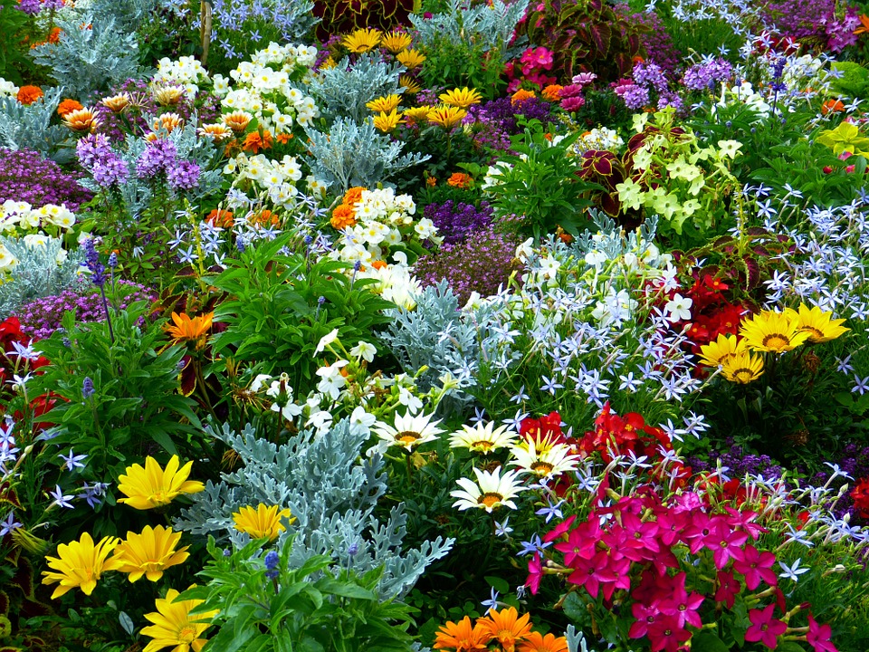 Imágenes de flores del jardín de jesús.