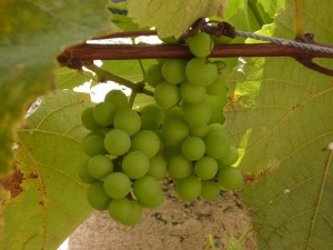"TenderGrapes" by BrownyCat. Licensed under CC BY-SA 3.0 via Wikimedia Commons 