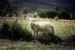 lamb-451982_1920